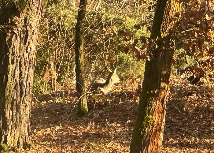 Chaloupka V Lese U Kutne Hory Barchovice